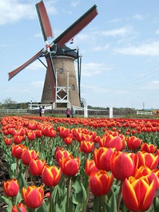 Dutch Tulip Mania & Tulipomania Picture