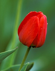 Tulip Mania Picture